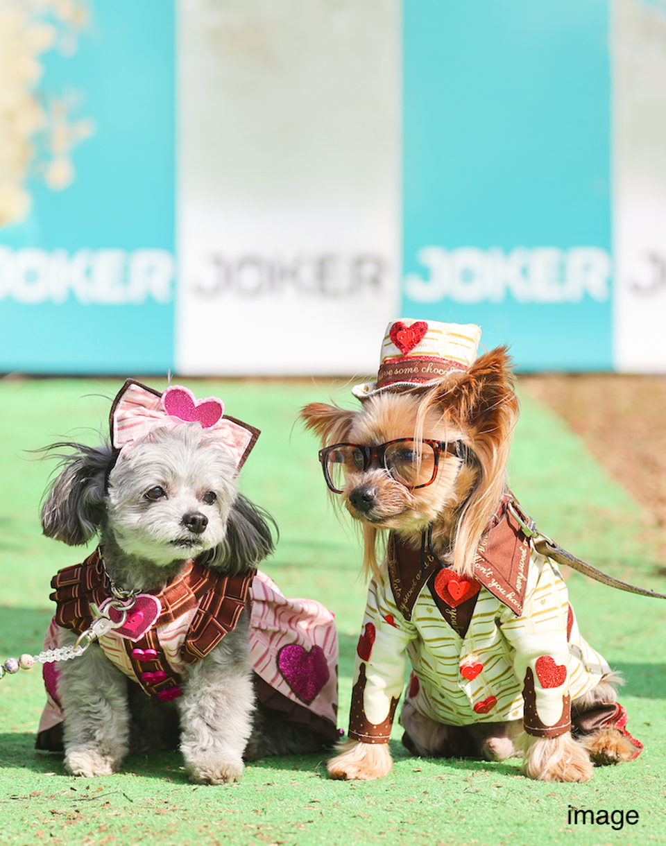 ファッショナブルコンテストのイメージ写真