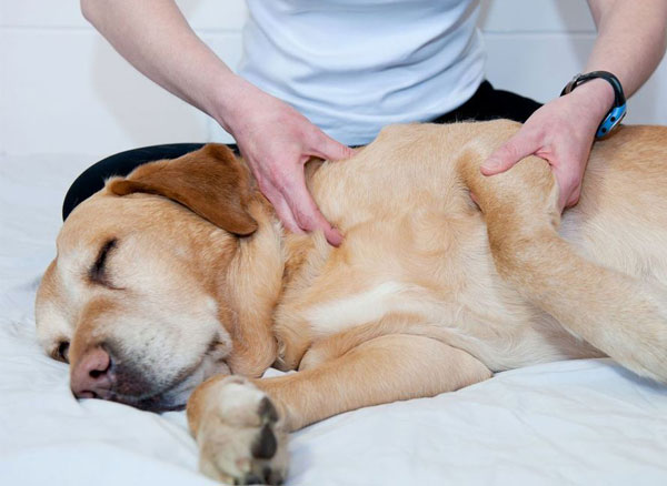 ドッグマッサージのイメージ写真